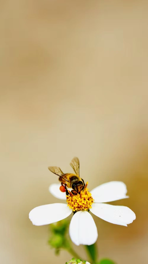 Abeilles au travail